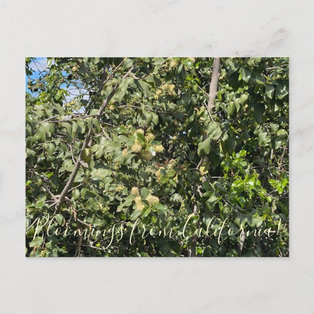 Carte Postale Bloomings from California : Hollyleaf Cherry Postc (Devant)