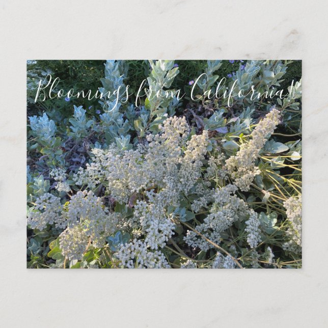 Carte Postale Bloomings from California : la dentelle de Sainte  (Devant)