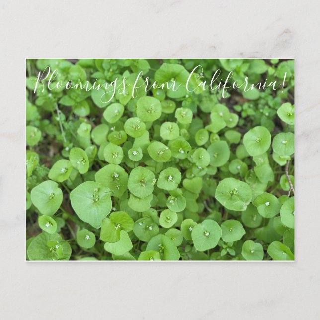 Carte Postale Bloomings from California : La laitue du mineur (Devant)