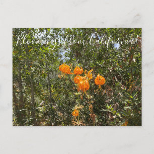 Carte Postale Bloomings from California : la voiture postale de 