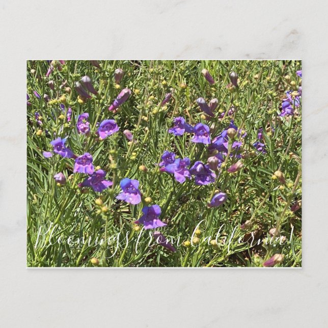 Carte Postale Bloomings from California : Margarita Bop Penstemo (Devant)