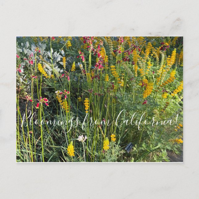 Carte Postale Bloomings from California : Native Meadow (Devant)