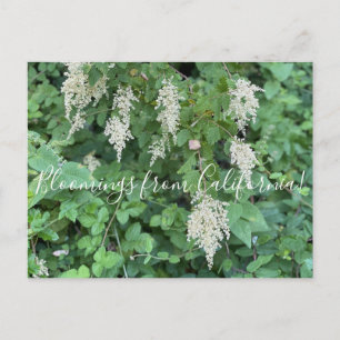 Carte Postale Bloomings from California : Ocean Spray
