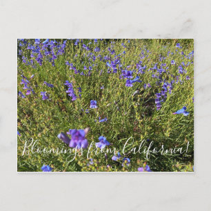 Carte Postale Bloomings from California : Penstemon Margarita BO