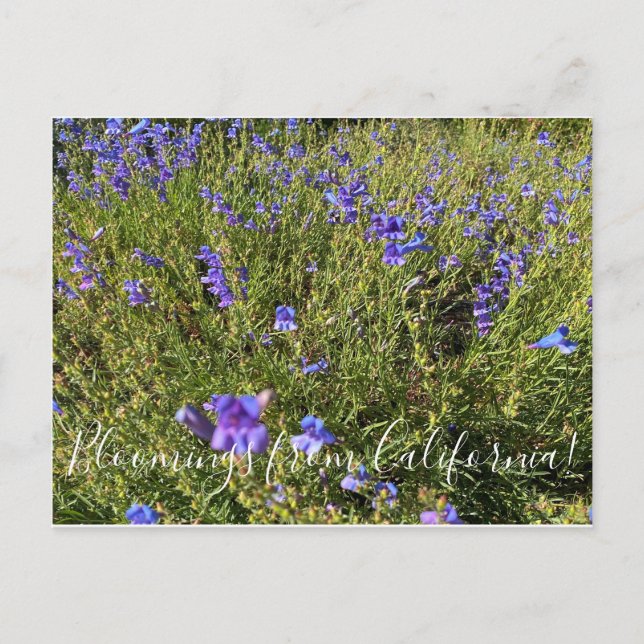 Carte Postale Bloomings from California : Penstemon Margarita BO (Devant)