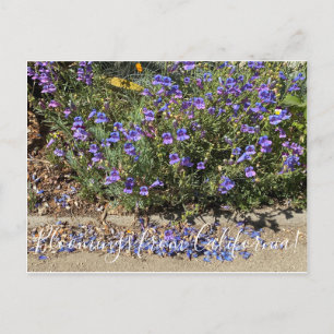 Carte Postale Bloomings from California : Penstemon Margarita BO