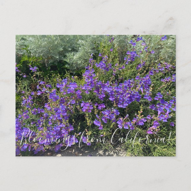 Carte Postale Bloomings from California : Pentige de pied (Devant)