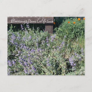 Carte Postale Bloomings from California : Poppies Sage
