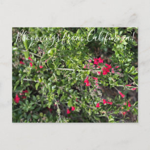 Carte Postale Bloomings from California : Poste de Snapdragon de