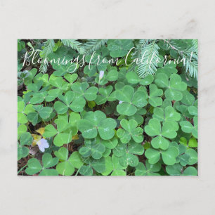 Carte Postale Bloomings from California : Sorrel
