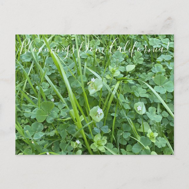 Carte Postale Bloomings from California : Spring Beauty (Devant)