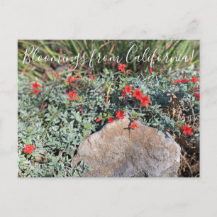 Carte Postale Bloomings from California : Wayne's Silver Fuchsia
