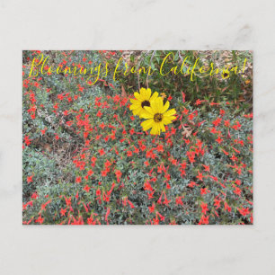 Carte Postale Bloomings of California : California Brittlebush