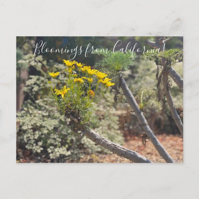 Carte Postale Bloomings of California : Giant Coreopsis Postcar (Devant)