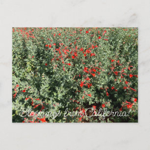 Carte Postale Bloomings of California : June Fuchsia