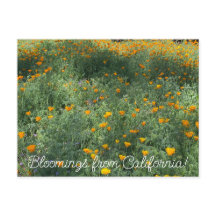 Bloomings of California : May Poppies