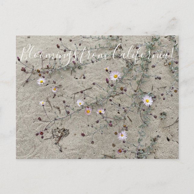 Carte Postale Bloomings of California : Sand Aster (Devant)