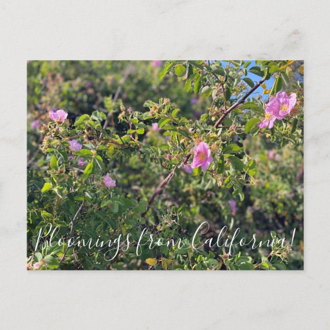 Carte Postale Bloomings of California : Wild Rose Postcard (Devant)