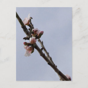 Carte postale Blossom