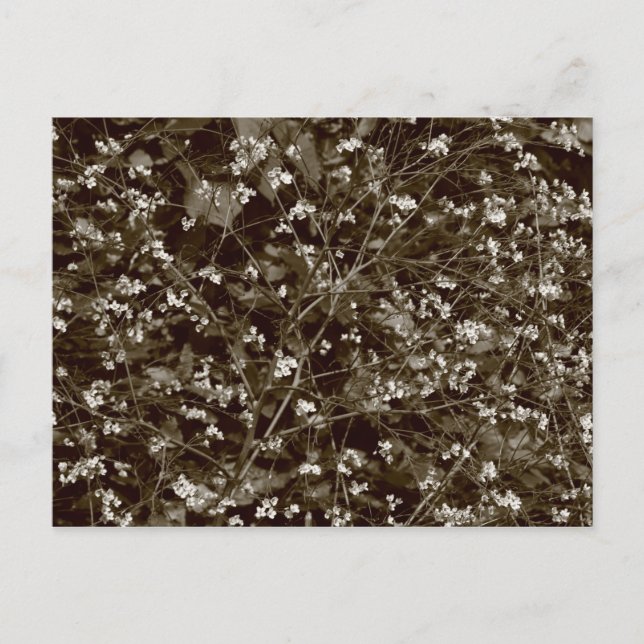 Carte Postale Blossom (Devant)