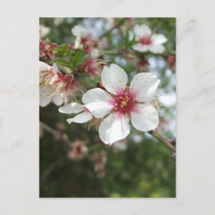 Carte postale Blossom