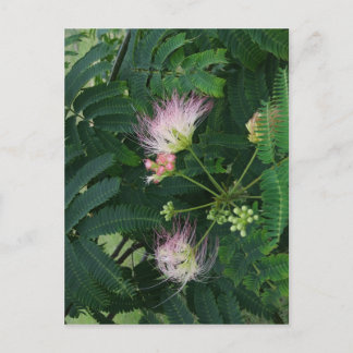 Carte Postale Blossom de l'arbre Mimosa
