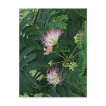 Blossom de l'arbre Mimosa