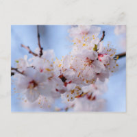 Blossom des abricots japonais