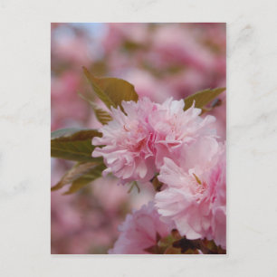 Carte Postale Blossom des cerisiers du printemps