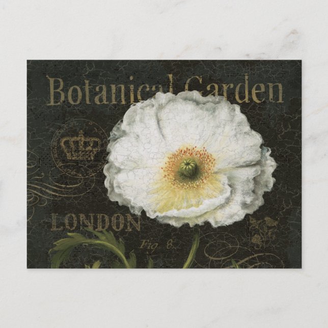 Carte Postale Blossoms blancs et Feuille (Devant)