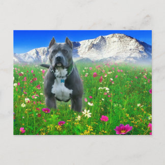Carte Postale Blue American Pit Bull Terrier, Pikes Peak