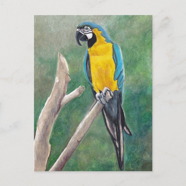 Carte postale Blue and Gold Macaw Bird Art (Devant)