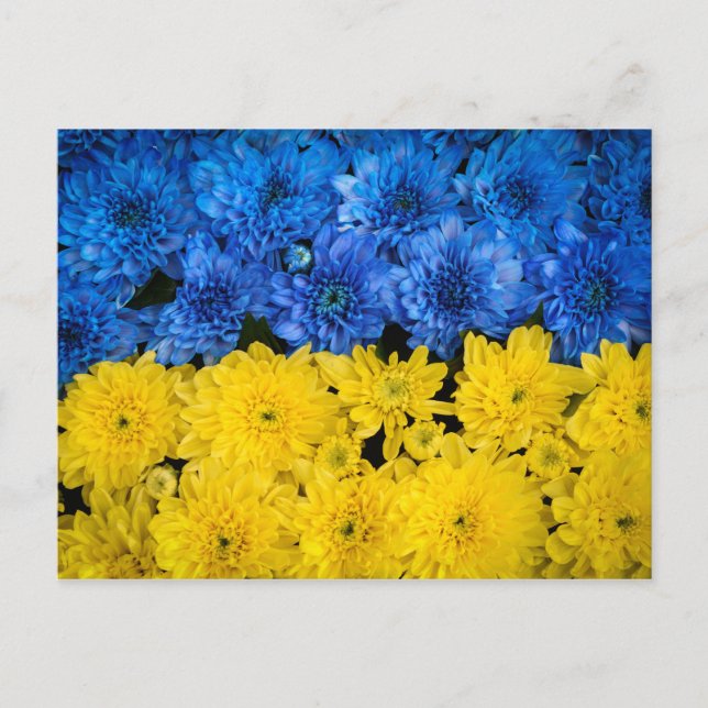 Carte Postale Blue and Yellow Chrysanthemum Nature Photo (Devant)