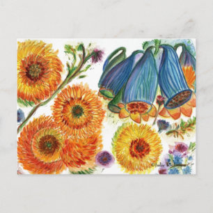 Carte postale Blue Bell Zinnia Flower2