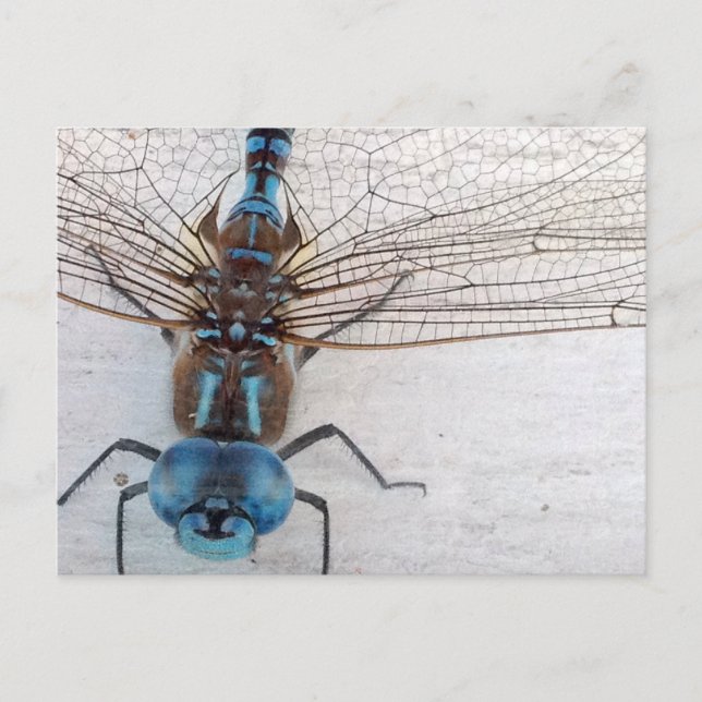 Carte postale Blue Dragonfly (Devant)