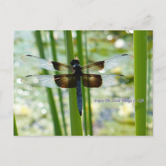 Carte postale Blue Dragonfly (Devant)