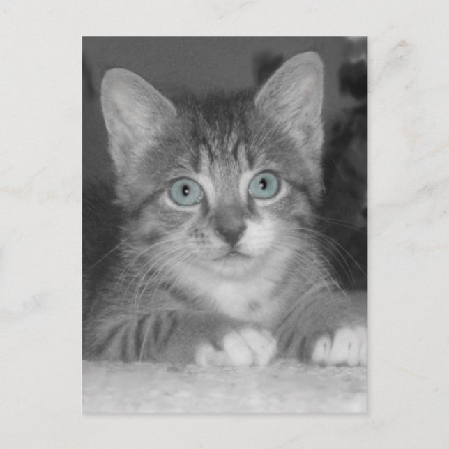 Carte postale Blue Eyes (Devant)