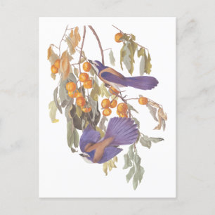 Carte Postale Blue Florida Scrub Jay Audubon Oiseaux avec Orange