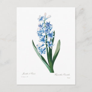 Carte Postale Blue Hyacinth