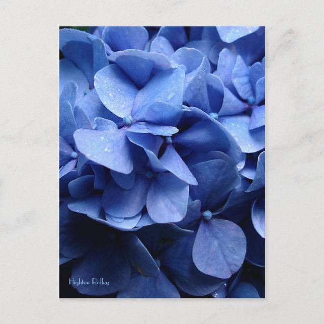 Carte postale Blue Hydrangea (Devant)