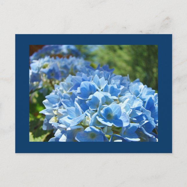 Carte postale Blue Hydrangea Fleurs Ajouter votre  (Devant)