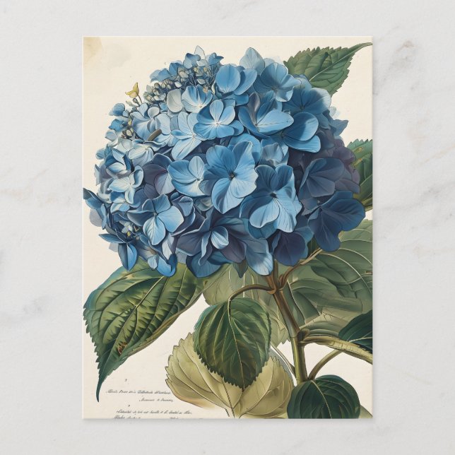 Carte Postale Blue Hydrangea Vintage (Devant)