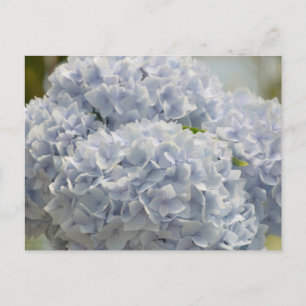 Carte Postale Blue Hydrangeas