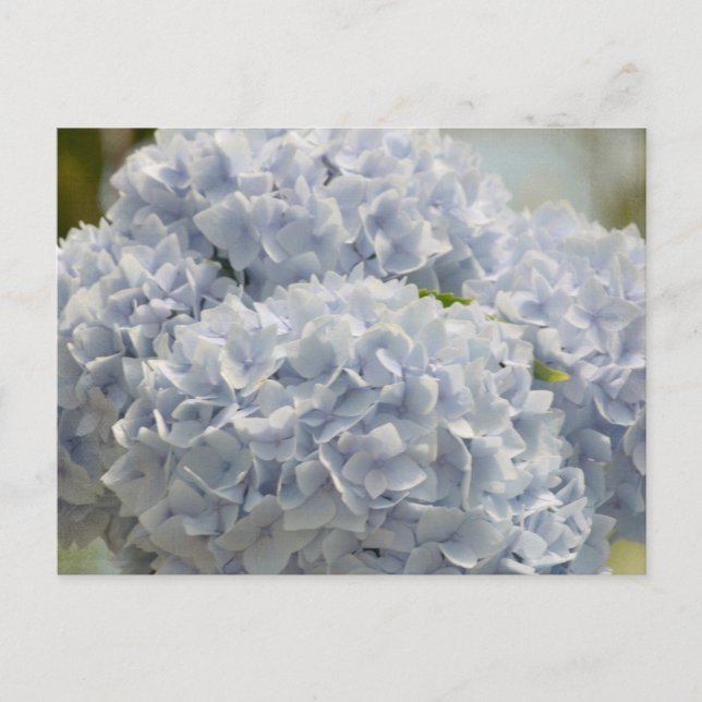 Carte Postale Blue Hydrangeas (Devant)