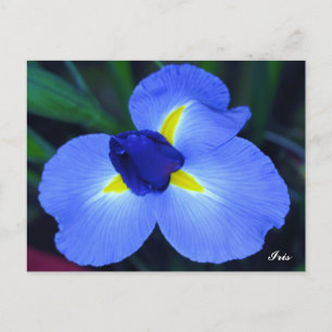 Carte postale Blue Iris