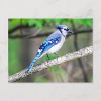 Carte postale Blue Jay