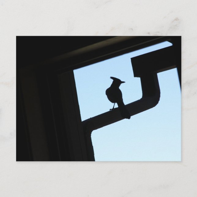 Carte Postale Blue Jay (Devant)