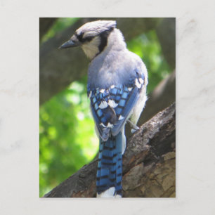 Carte Postale Blue Jay