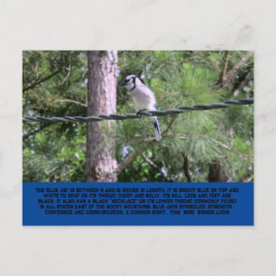 Carte postale Blue Jay