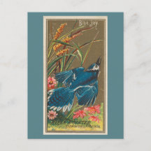 Blue Jay